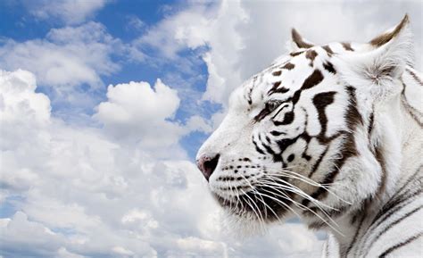 White Tiger Wallpapers HD - Wallpaper Cave