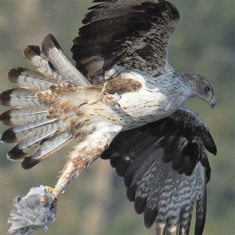 Aigle De Bonelli Femelle Jacques Dalmau Flickr