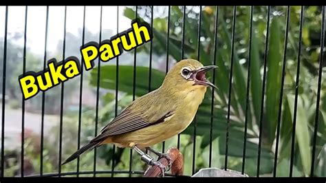 Pancingan Pleci Buka Paruh Di Pagi Hari Youtube