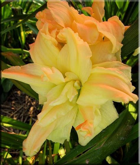Photo Of The Bloom Of Daylily Hemerocallis Maymont Double Posted By