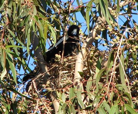 Australian Magpie Australian Animals