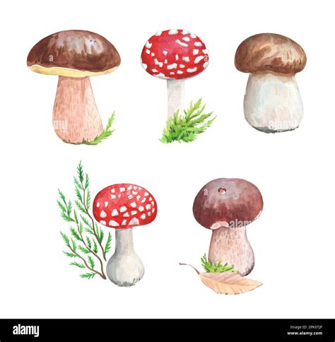 Watercolor Illustration Of Mushrooms Boletus And Amanita Fly Agaric