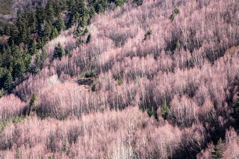 Pink Forest Natural Free Photo On Pixabay Pixabay