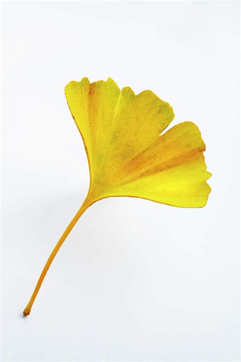 Ginkgo Leaf Ginkgo Biloba By Michael Clutson Science Photo Library