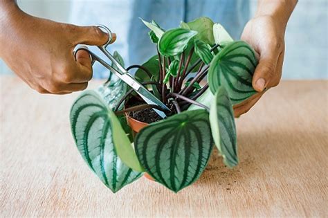 How To Take Care For A Peperomia Plant