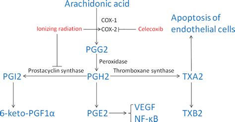 Celecoxib Alleviates Radiation Induced Brain Injury In Rats By