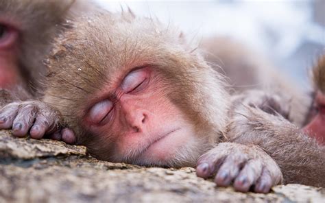 Sleeping monkey wallpaper | animals | Wallpaper Better