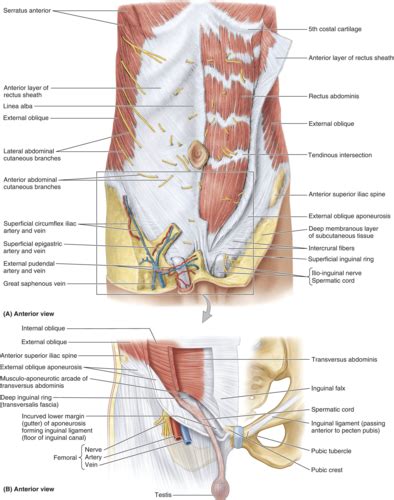 3 20 Anatomy Of Scrotum And Male Internal Genitalia Flashcards Quizlet