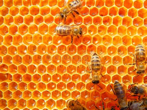 Bienen Auf Honigwaben Mit Honigscheiben Nektar In Zellen Stockbild