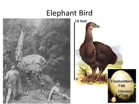 Ppt Evidence Of Evolution Powerpoint Presentation Free Download Id