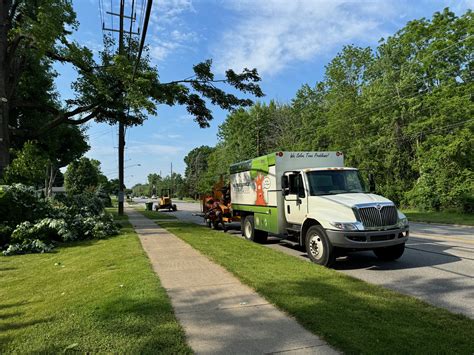 Hazardous tree removal by wires in Mentor, OH