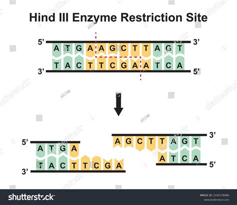 Restriction Enzymes Diagram