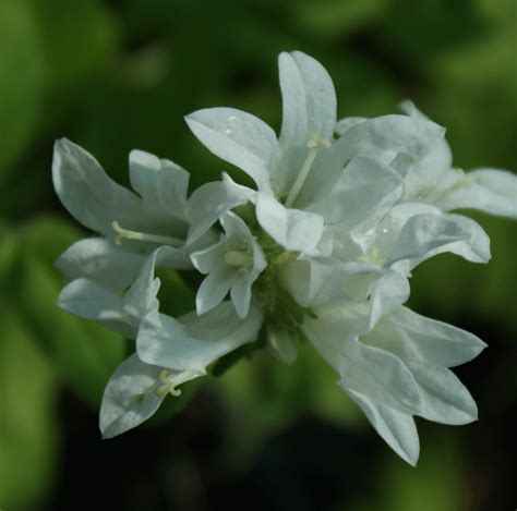 Gärtnerei StaudenSpatz Knäul Glockenblume Alba Campanula glomerata