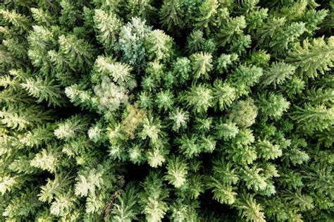 Premium Photo Aerial View Of Green Pine Forest With Dark Spruce Trees