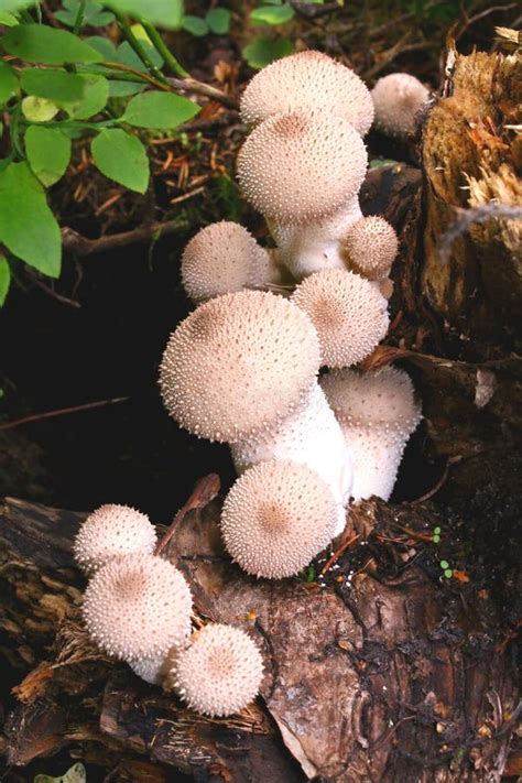 Little Round White Wild Mushrooms Grow In The Woods Stock Photo Image