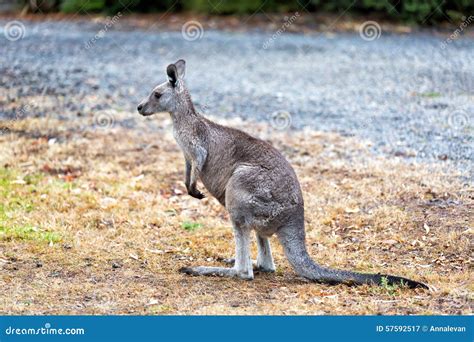 Kangaroo Eating Grass Royalty-Free Stock Photography | CartoonDealer.com #28151627