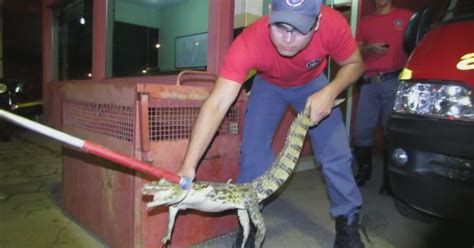 G1 Bombeiros capturam jacaré duas cobras e papagaio em Passos MG