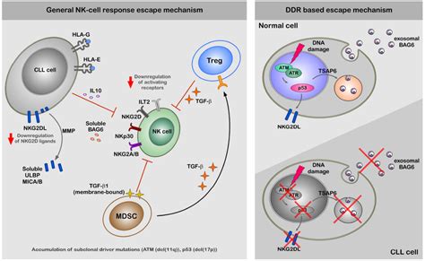 A Hypothetical Model Of CLL Escape From NK Response The Left Panel Of