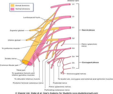 Human Anatomy Internal Iliac Artery And Pelvic Nerves Lecture Notes