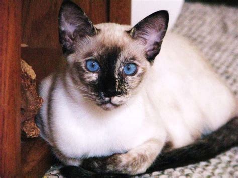 129 best Tortie Point Siamese Cats images on Pinterest | Siamese ...