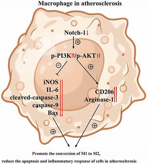 Macrophage Specific Deletion Of Notch 1 Induced M2 Anti Inflammatory