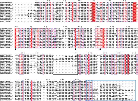 Frontiers Biochemical Characterization Of Arylamine N