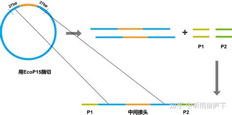 第二代dna测序原理 Solid 测序技术 知乎