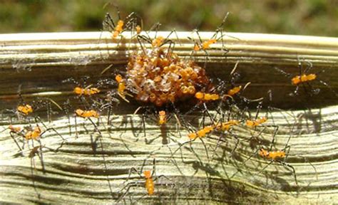 Milkweed Bug Life Cycle