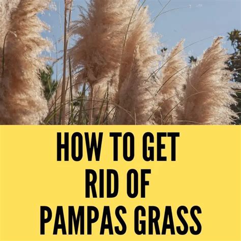 How To Get Rid Of Pampas Grass From The Garden Accurately 2023 Gardening For You