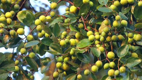 एपपल बर क खत Apple Ber ki kheti Apple ber farming in India