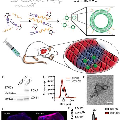 Myocardial Proliferation And Angiogenesis Cardiomyocyte Proliferation