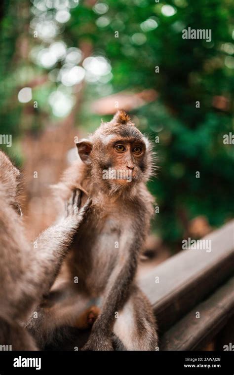 Two young monkeys grooming each other Stock Photo - Alamy