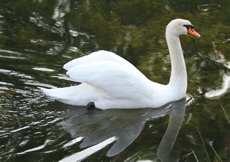 Fotos gratis agua naturaleza pájaro ala blanco lago perfil