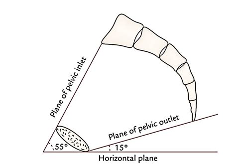 Easy Notes On 【Obstetric Pelvis (True Pelvis)】Learn in Just 3 Minutes!