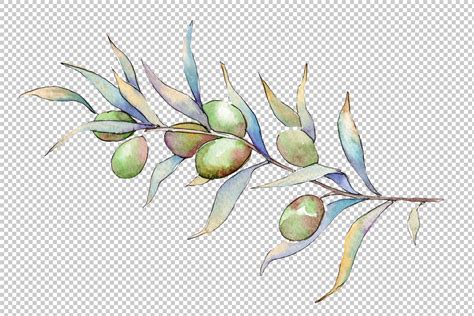 Branch Olive Watercolor Png By Mystocks Thehungryjpeg