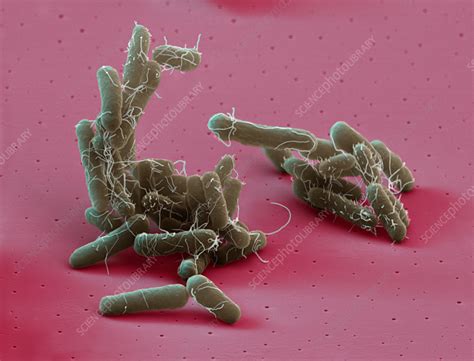 Salmonella Enterica Subsp Enterica Ser Typhimurium 120001 Stock