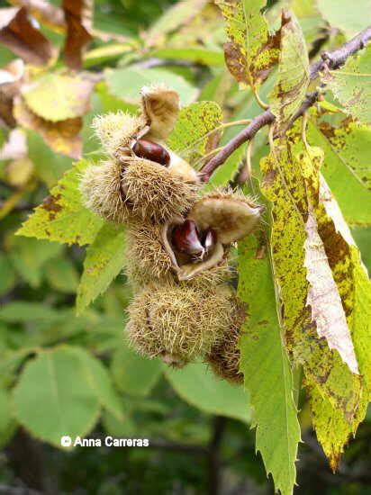 Características de los castaños Botanical online