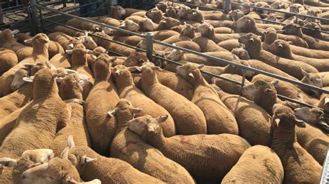 Record Lamb Prices In Australia Wairere Rams