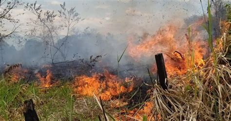 Las Llamas Arrasan Al Menos 5 Mil Hectáreas De Bosques En Colombia