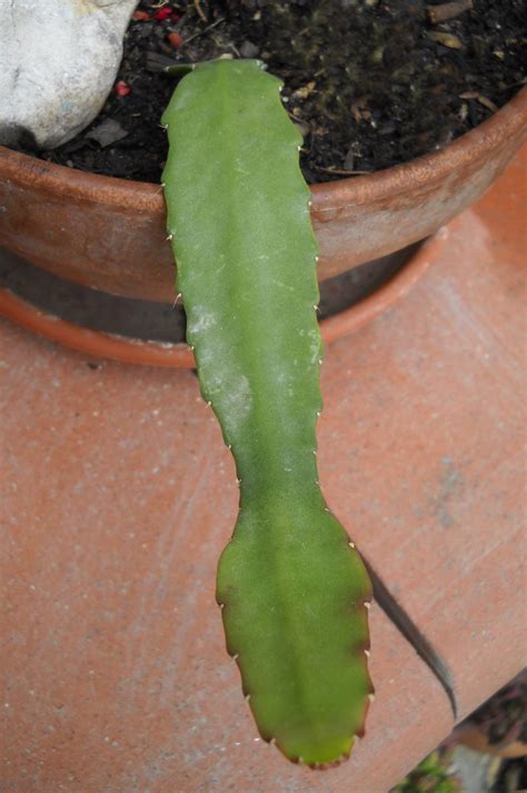 Epiphyllum Ackermannii Passioni Succulente