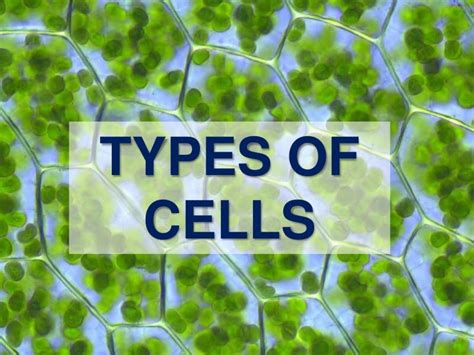 Types of cells