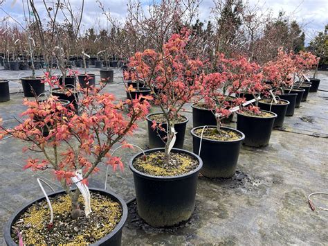 Acer Palmatum Japanese Princess Maple Conifer Kingdom
