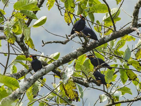 Common Hill Myna Ebird