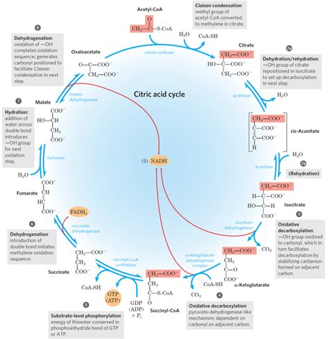 Ciclo De Krebs Completo Diagram Quizlet