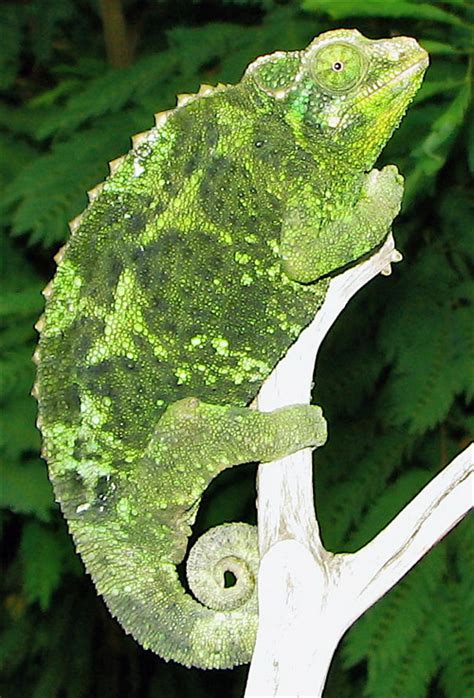 Jacksons Chameleon Care Sheet Reptiles Magazine