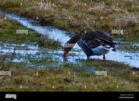 Toulouse Geese Wild Stock Photo Alamy