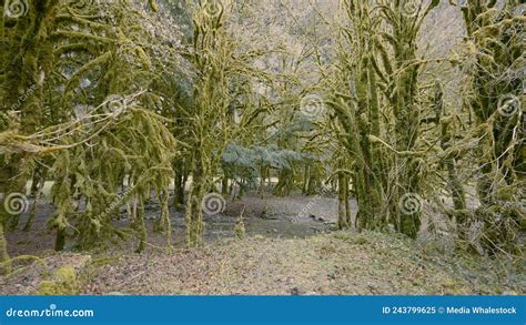 árvores Verdes Musgo Na Floresta Ação Floresta Moribunda