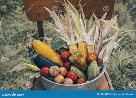 Cadeira De Madeira Os Vegetais Da Exploração Agrícola Da Colheita