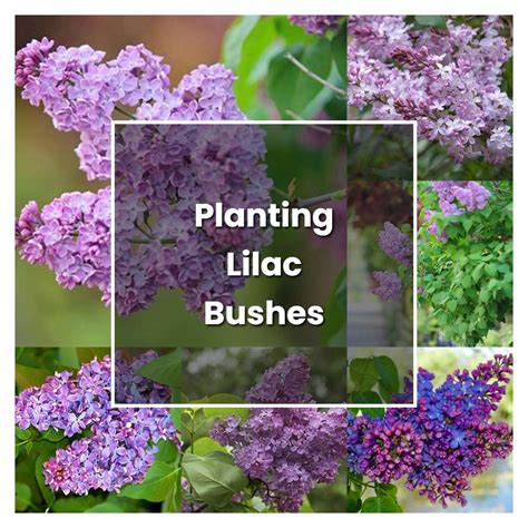 How To Grow Planting Lilac Bushes Plant Care And Tips Norwichgardener