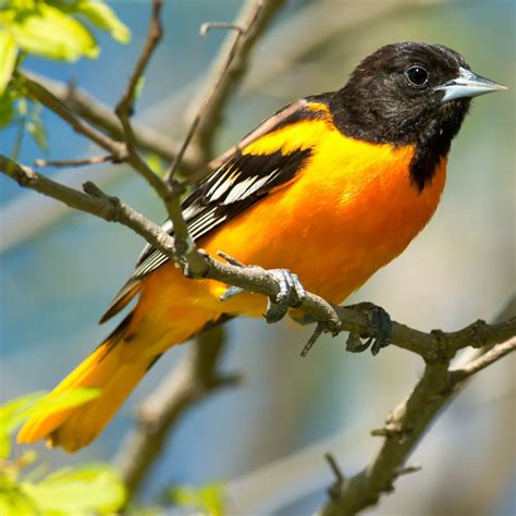 Bird of the Week: Baltimore Oriole - Huron-Clinton Metroparks